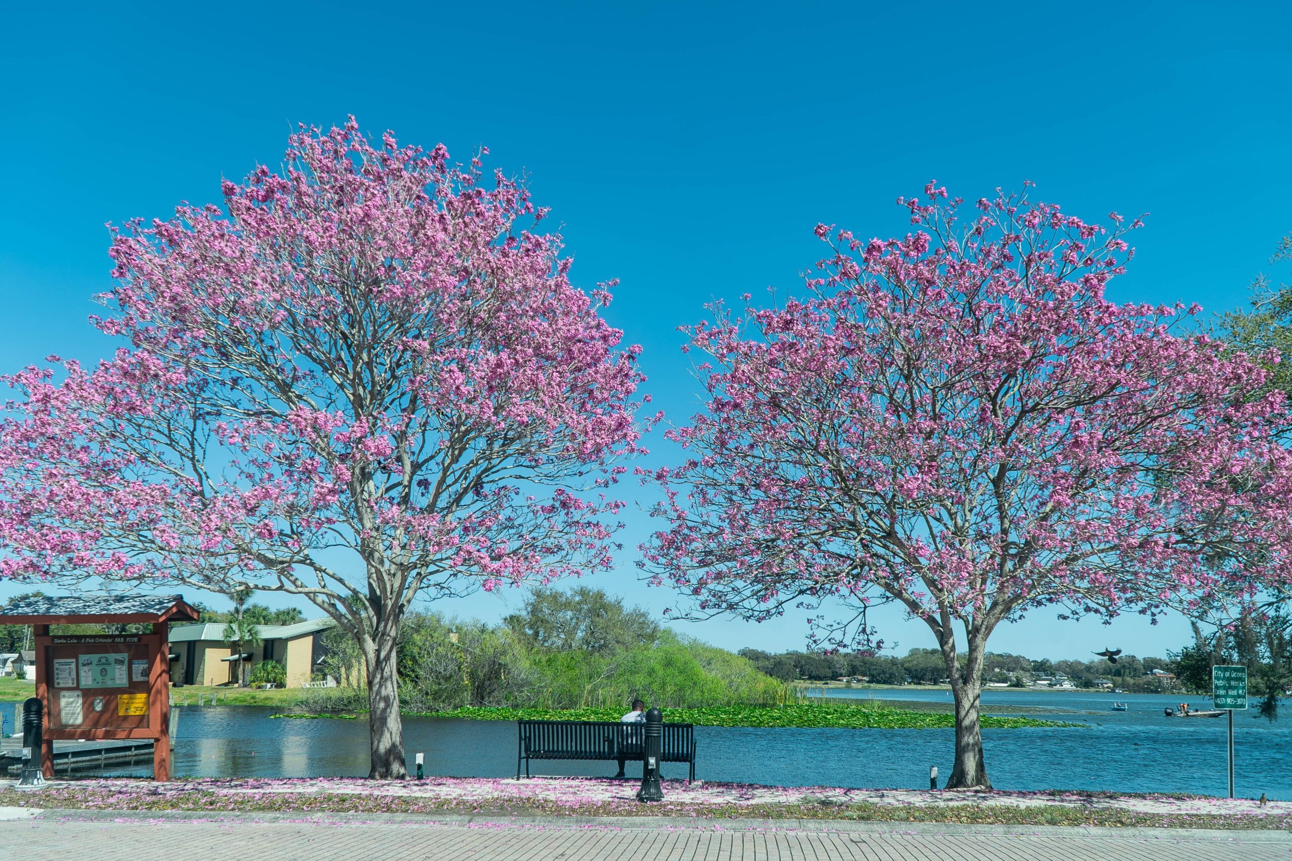 Cherry Blossom Tree In Ocoee Florida